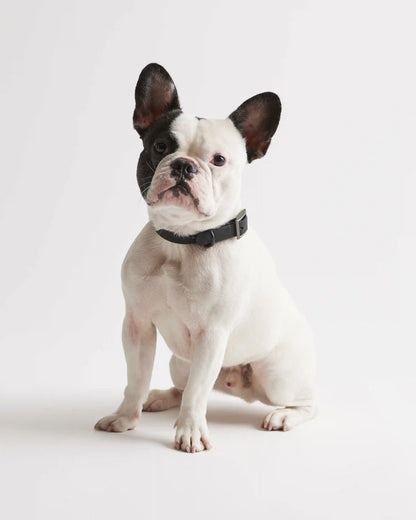 Flex-Poly Dog Collar