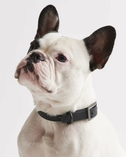 Flex-Poly Dog Collar