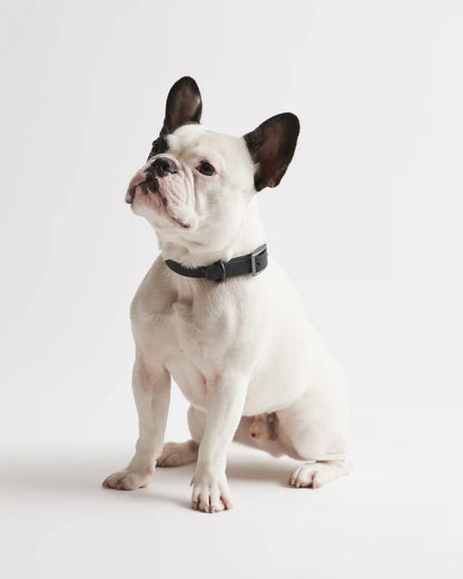 Flex-Poly Dog Collar