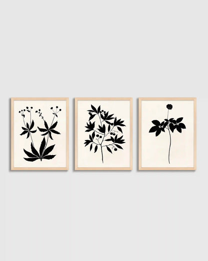Botanical by Philippa Katz (Set of 3)