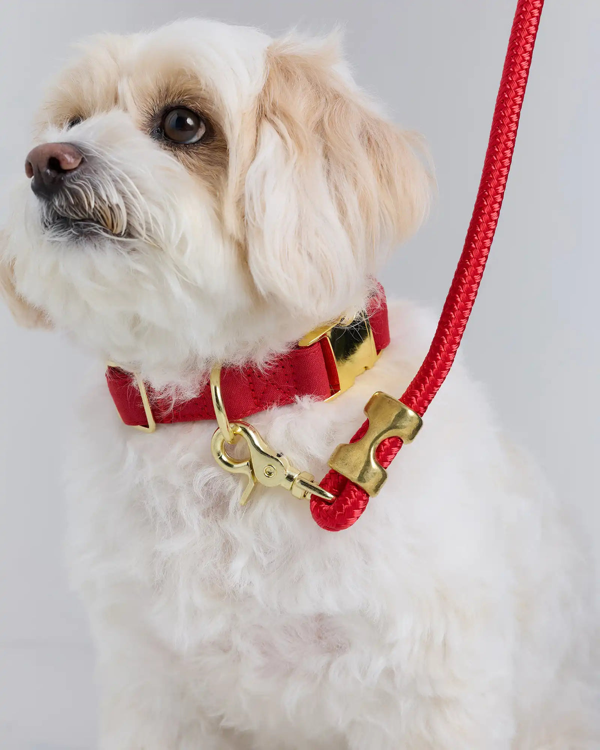 Double-Braided Nylon Rope Dog Leash