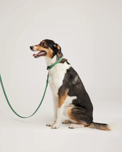 Dog Collar Walk Kit
