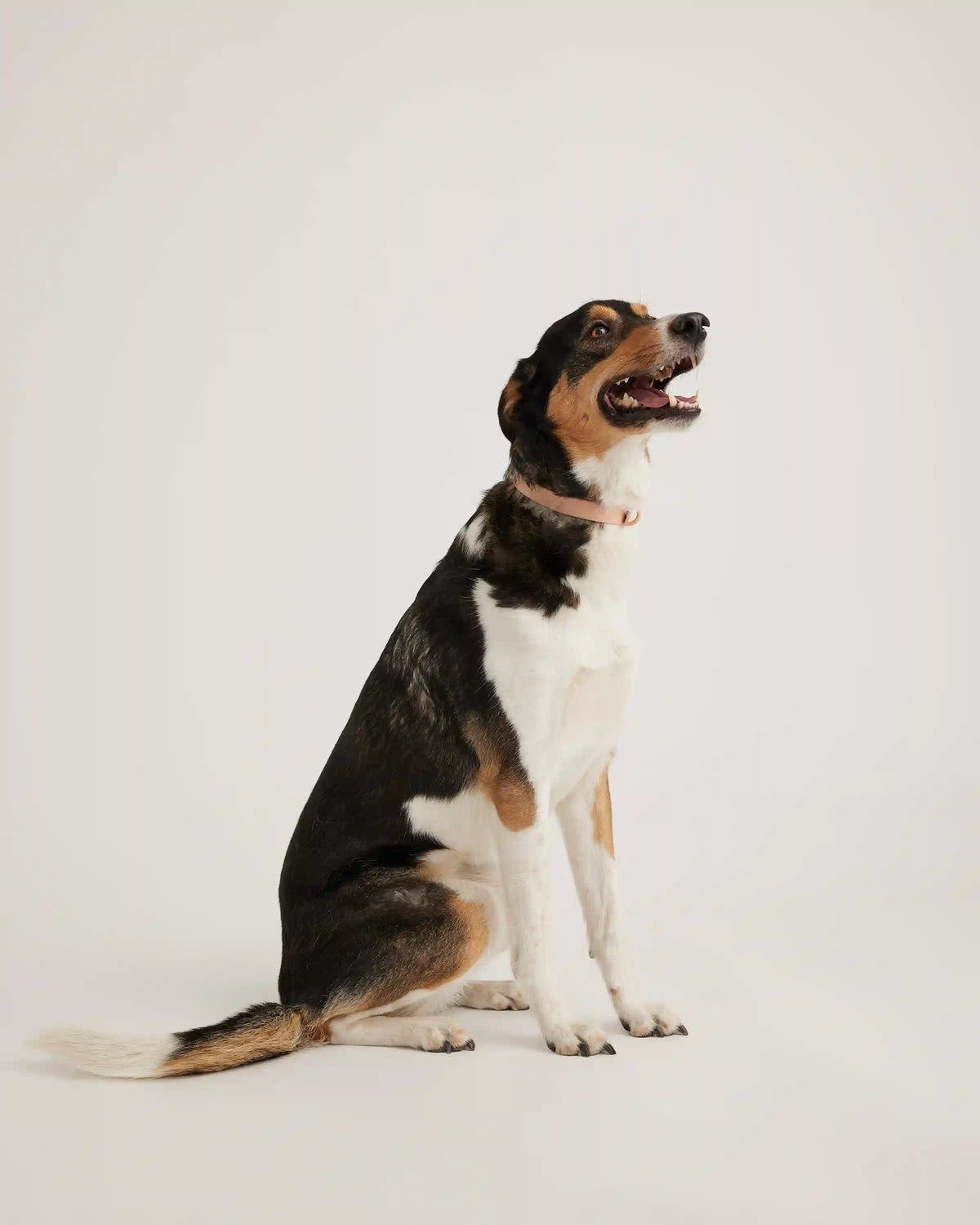 Flex-Poly Dog Collar