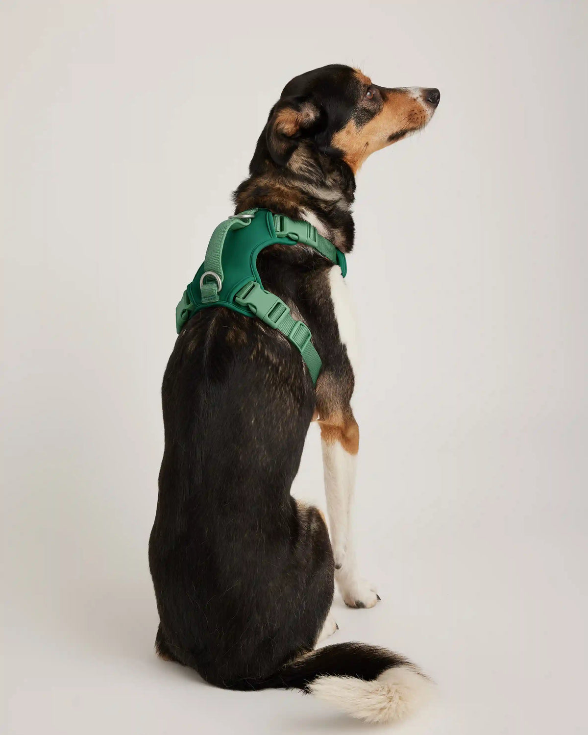 Neoprene Double Panel Dog Harness