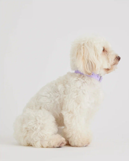 Flex-Poly Dog Collar