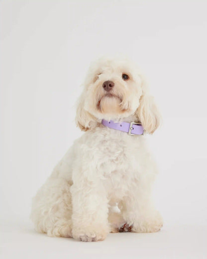 Flex-Poly Dog Collar