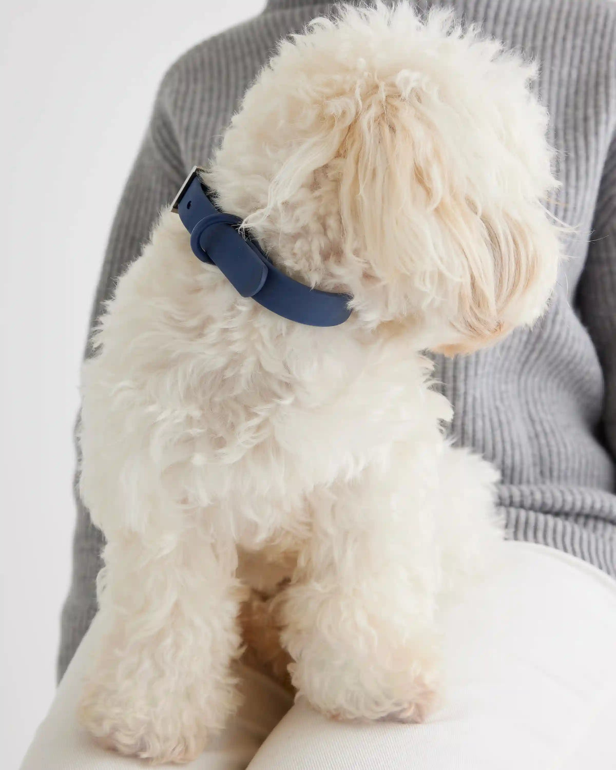 Dog Collar Walk Kit