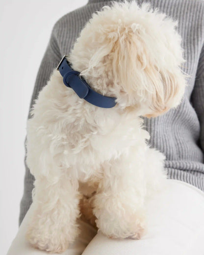 Dog Collar Walk Kit